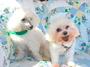 2 white dogs are happily sitting on a couch